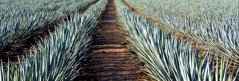 Billet Excursion à Tequila
