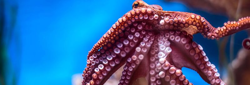 Billet pour l'Aquarium national de Malte