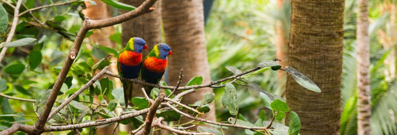 Billet pour le Loro Parque