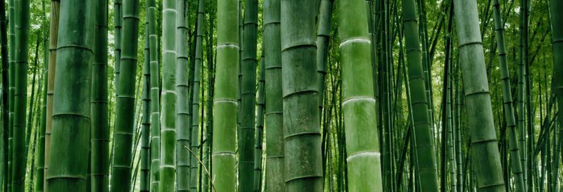 Billet Excursion privée à la mer de bambou du Sichuan et à Pingle