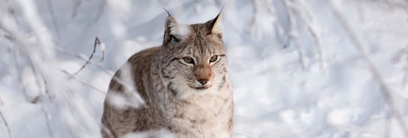 Billet Excursion au zoo de Ranua