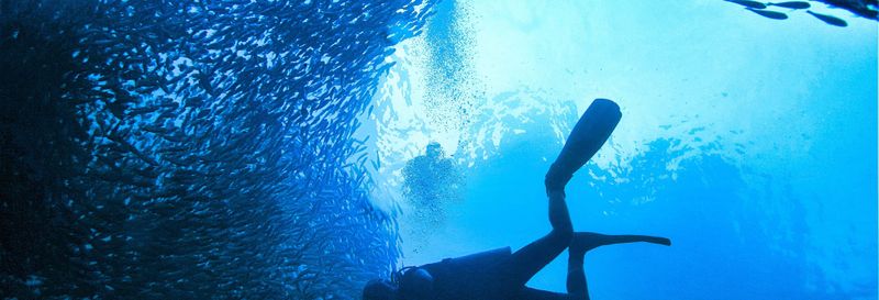 Billet Baptême de plongée à Ko Phi Phi Le