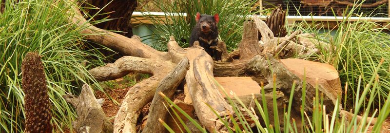 Excursion à Richmond et au Bonorong Wildlife Sanctuary