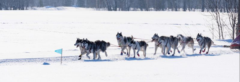 Balade en traîneau tiré par des chiens à Grandvalira