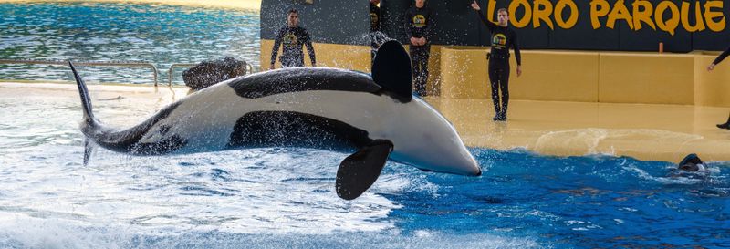 Excursion au Loro Parque