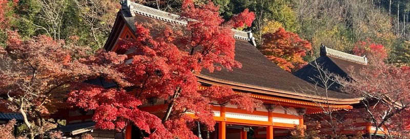 Visite privée du palais impérial de Kyoto et du château de Nijo