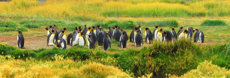 Billet Excursion sur l'île de la Terre de Feu