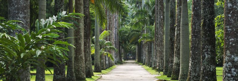 Visite guidée du jardin botanique, de la Forêt de Tijuca et du Parc Lage