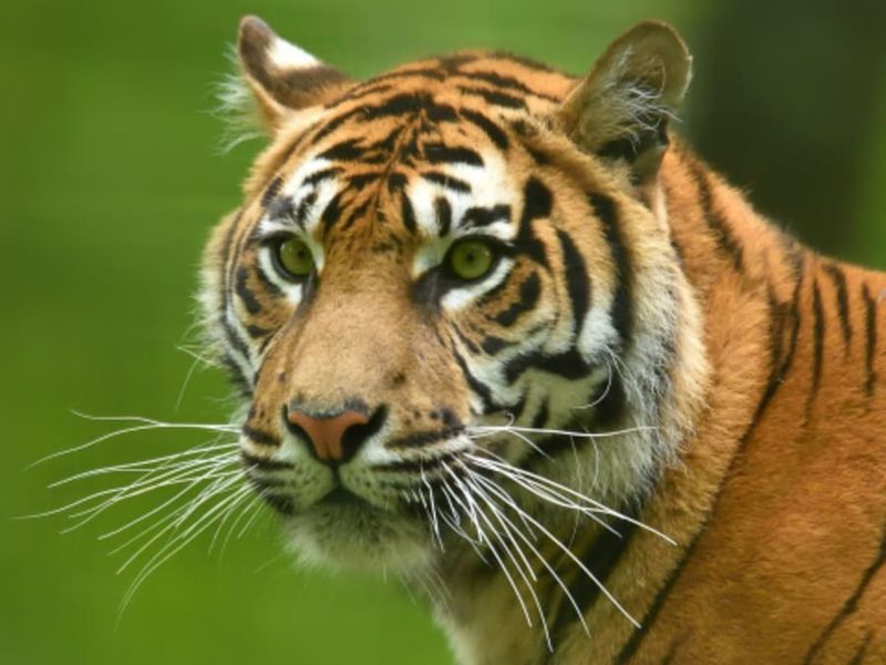 Billet d'entrée coupe-file pour le Zoo du Jardin des Plantes