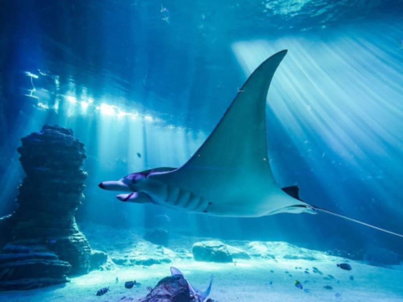 Billet pour l'Aquarium Nausicaá (62)