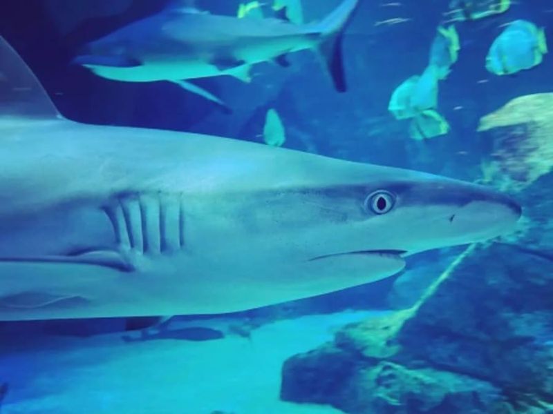 Billet combiné Aquarium de Biarritz + Cité de l'Océan