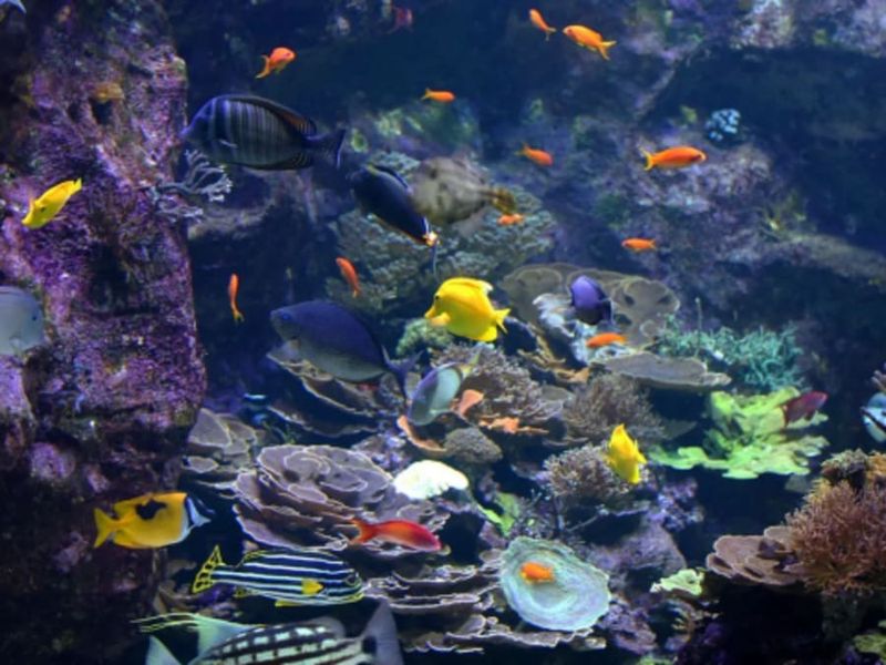 Billet coupe-file pour Le Seaquarium (30)