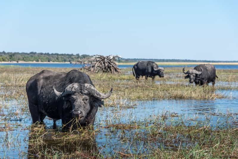 Parc national de Chobe : excursion, safari et croisière fluviale