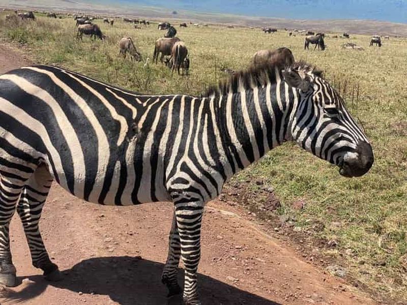 Billet 4 jours Tarangire, Serengeti et cratère du Ngorongoro