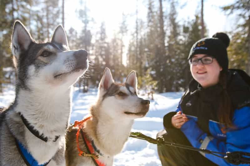 Rovaniemi : Safari au Husky en journée