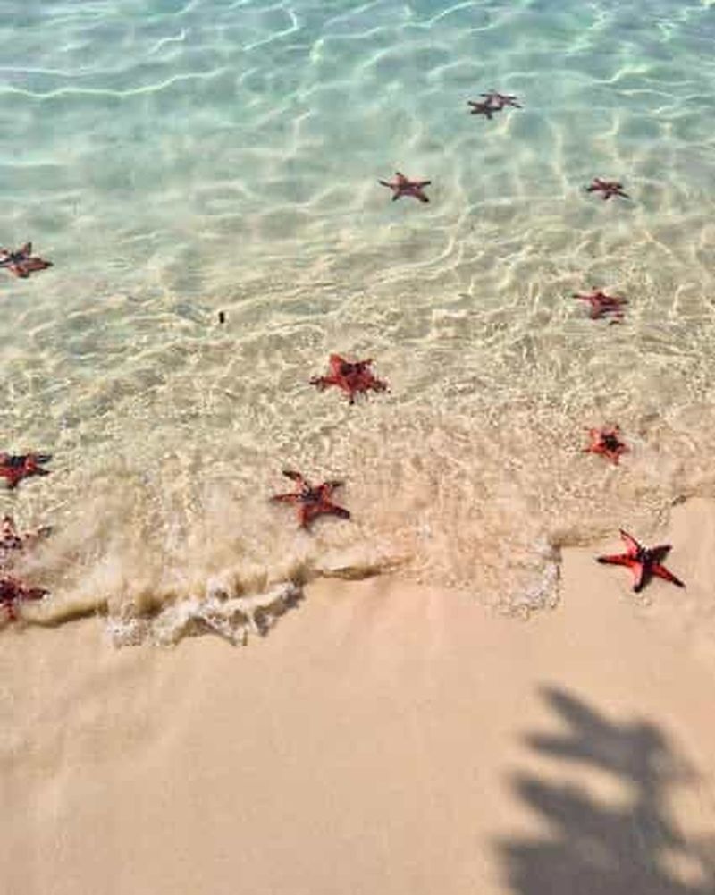 Billet Phu Quoc : kayak, Starfish Beach et ferme apicole