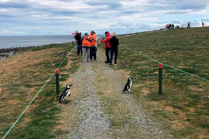 Billet Punta Arenas : Navigation vers l'île Magdalena et promenade avec les manchots