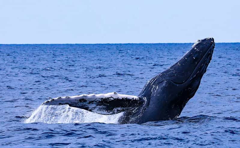 Billet Naha, Okinawa : excursion d'une demi-journée pour l'observation de baleines aux îles Kerama
