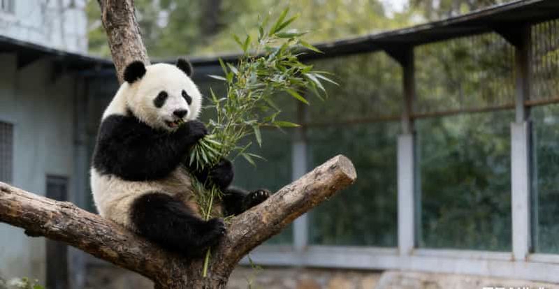 Pékin : Visite du Temple du Ciel, de la Maison du Panda et du Palais d'été