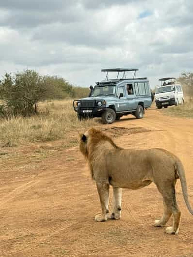 Parc national de Nairobi : safari d'une demi-journée – lions, rhinocéros