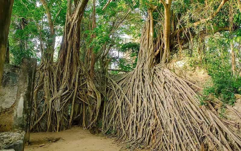 Billet Île de Mafia : excursion sur l'île de Chole avec déjeuner sur un banc de sable