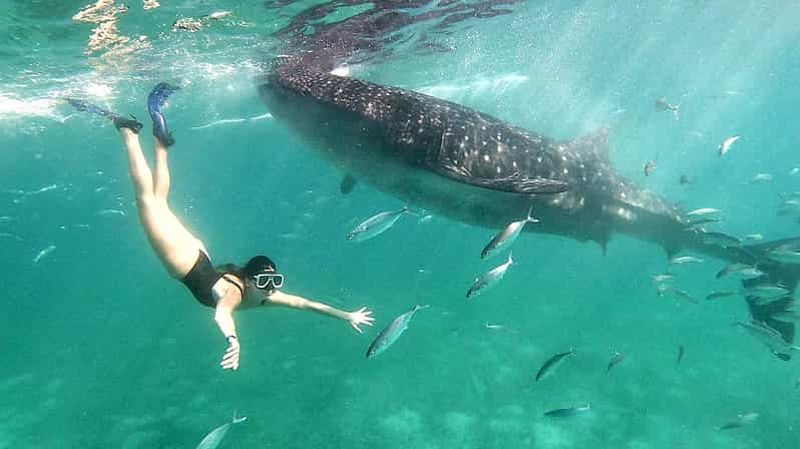 Cebu : nage avec les requins baleines à Oslob et canyoning aux chutes de Kawasan