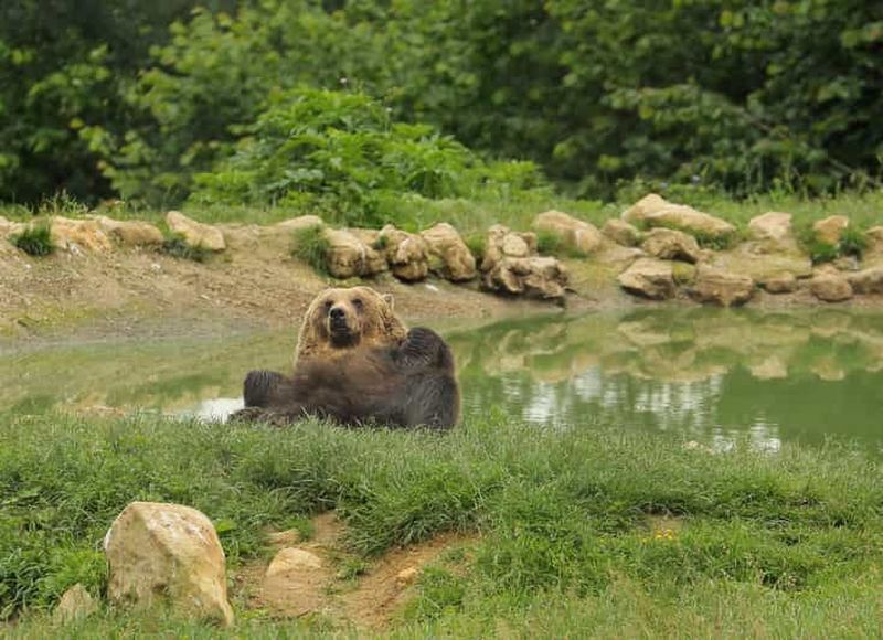 Bucarest : Excursion d'une journée au Sanctuaire des Ours, au Château de Bran et à Brasov