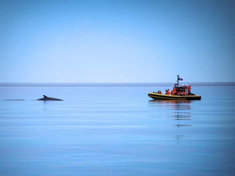 Billet Tadoussac/Charlevoix : Excursion en zodiac pour l'observation des baleines