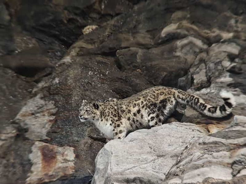 Billet Randonnée à la recherche de léopards des neiges dans le parc national de Hemis