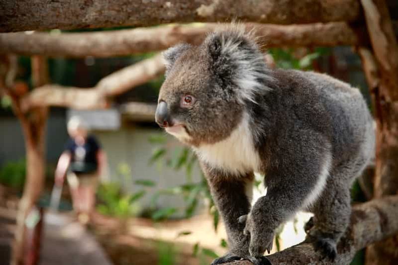 Zoo de Melbourne : billet pour découvrir la faune australienne