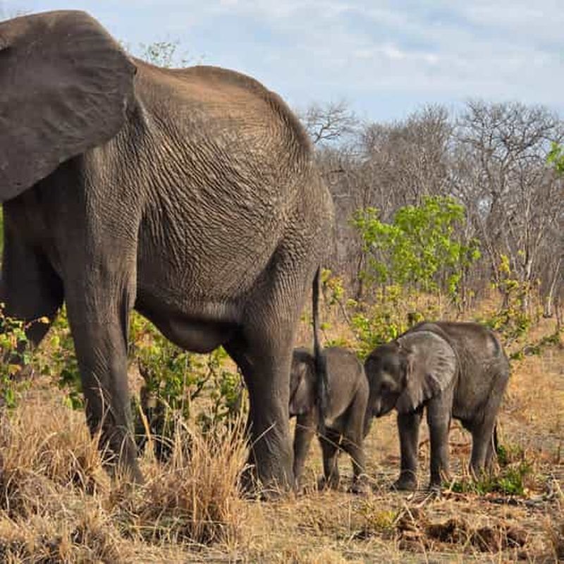 Kasane : 2 jours de safari dans le parc national de Chobe et croisière fluviale