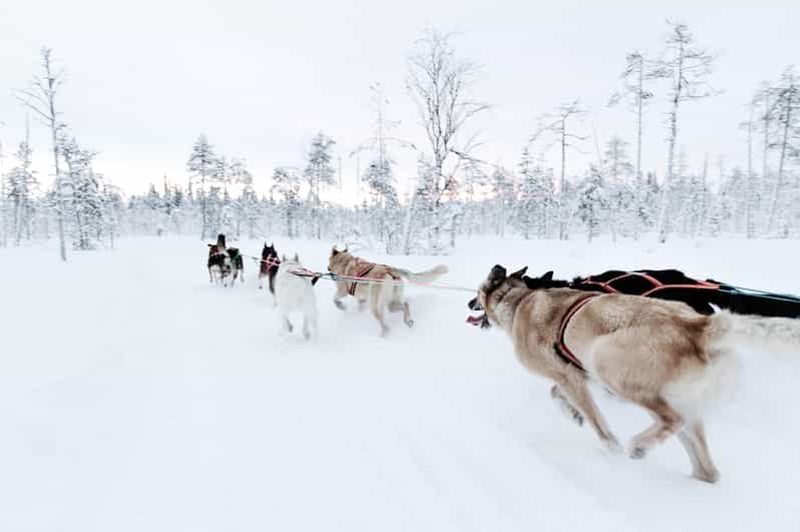 Billet Courir avec la meute, balade de 5 km en traîneau à chiens et visite du chenil
