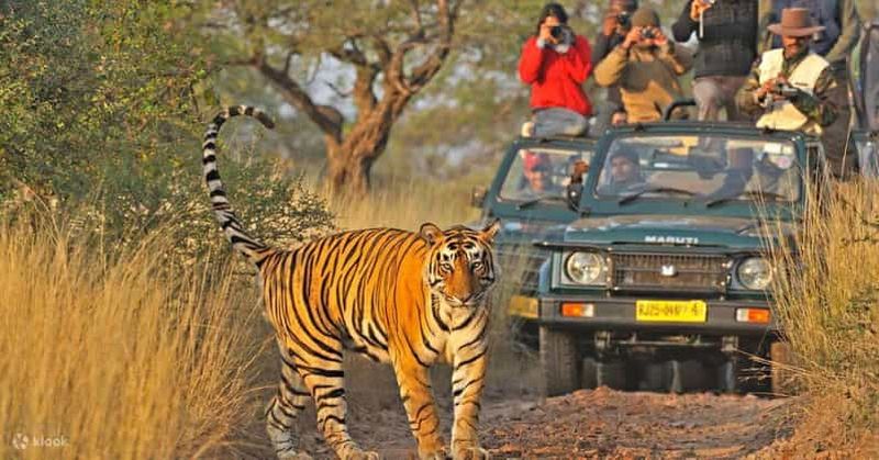 Billet Excursion de 4 jours au Triangle d'Or avec safari tigres à Ranthambore