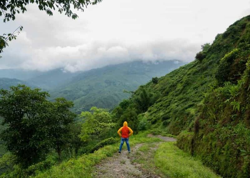 Billet Kurseong : Randonnée sur le sentier des orchidées blanches avec prise en charge à l'hôtel