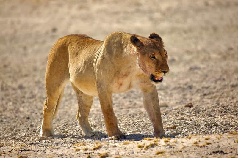 Hébergement de 8 jours dans les parcs nationaux de Soss, Swakop, Twyfelfontein et Etosha