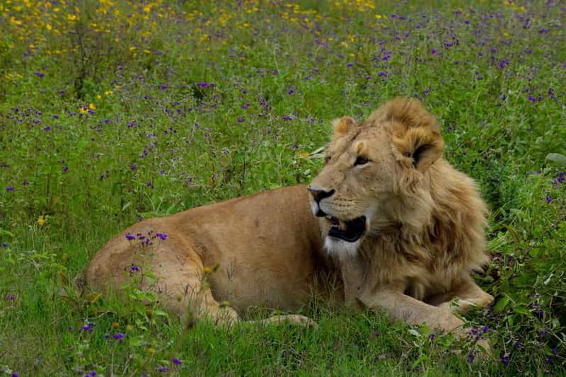 Billet Arusha : safari d'une journée complète dans le cratère du Ngorongoro