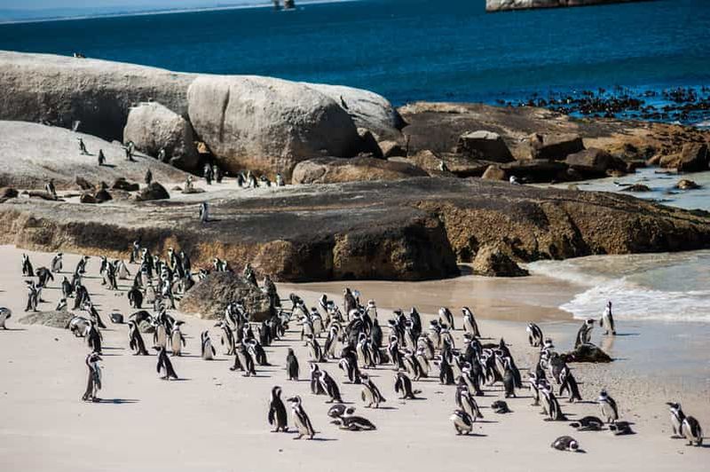 Le Cap : visite d'une demi-journée pour observer les pingouins à Boulders Beach