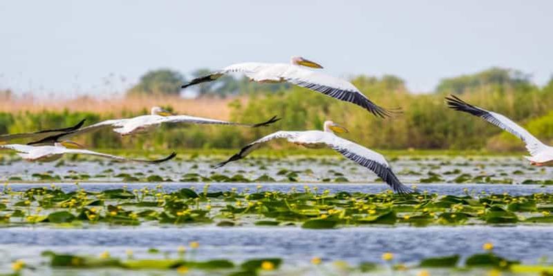 Bucarest : excursion d'une journée dans le delta du Danube en petit groupe