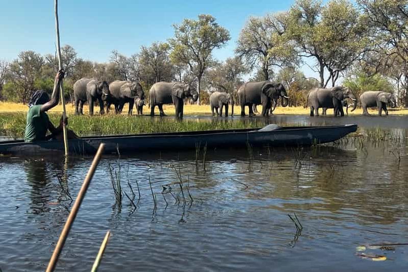 De Maun : excursion en mokoro dans le delta de l’Okavango avec promenade dans la nature