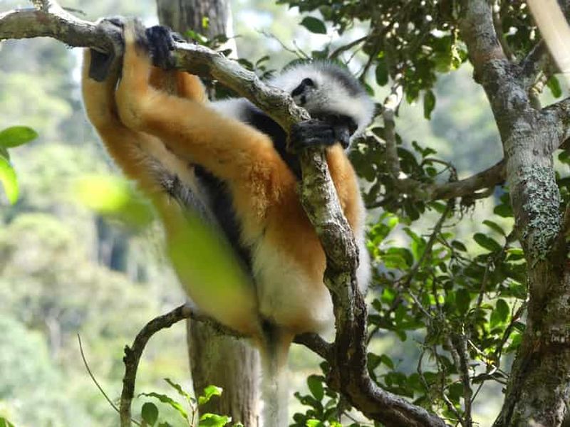 Billet Andasibe : excursion dans la forêt tropicale