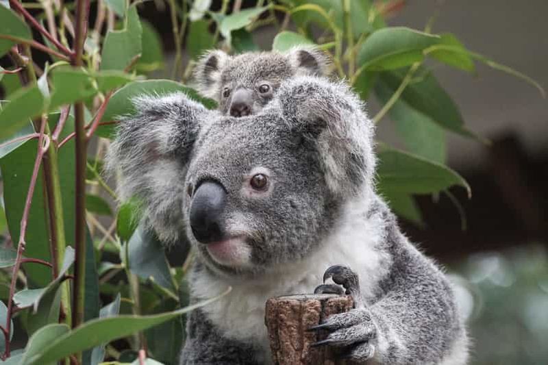 Brisbane : Carte journalière pour le sanctuaire de Koala de Lone Pine