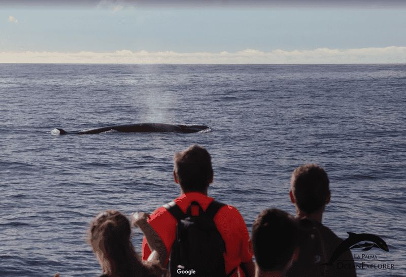 Billet La Palma : observation des baleines et sites côtiers incontournables