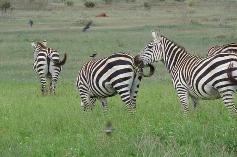 Nairobi : safari d'une nuit dans le parc national de Tsavo East