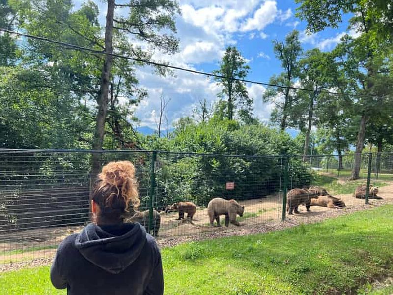 Brasov : château de Bran, sanctuaire des ours, Rasnov (Peles en option)