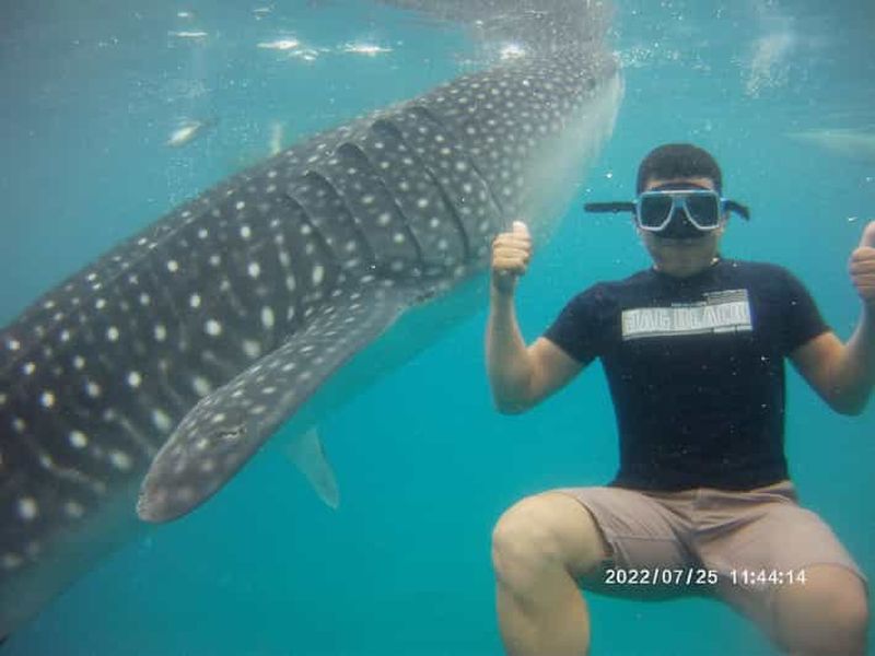Cebu : Rencontre avec les requins-baleines, chutes de Tumalog et Sumilon Sandbar
