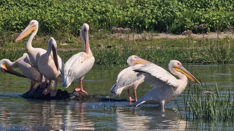 Tulcea - village Mila23, excursion en hors-bord dans le delta du Danube