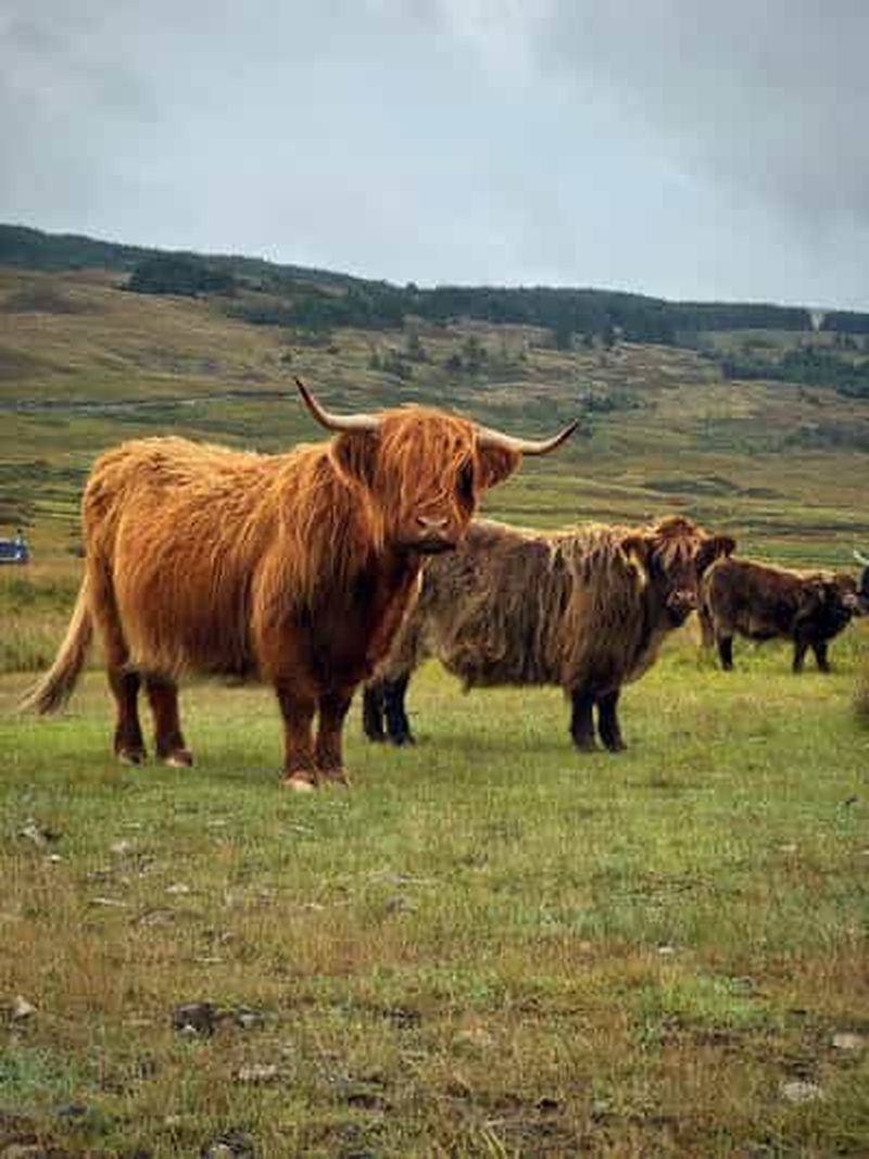 Au départ d'Édimbourg : excursion d'une journée aux Kelpies, à Glencoe et au Loch Lomond