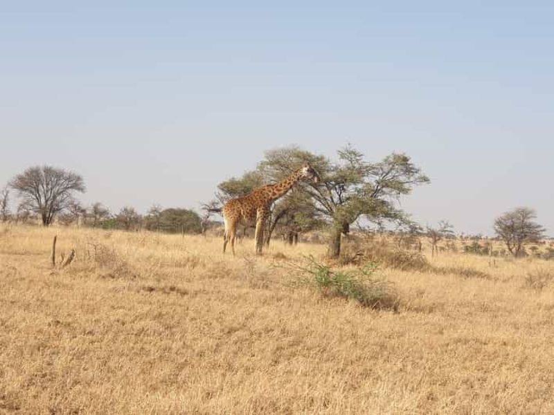 Billet Safari de 2 jours en Tanzanie à Tarangire et Ngorongoro