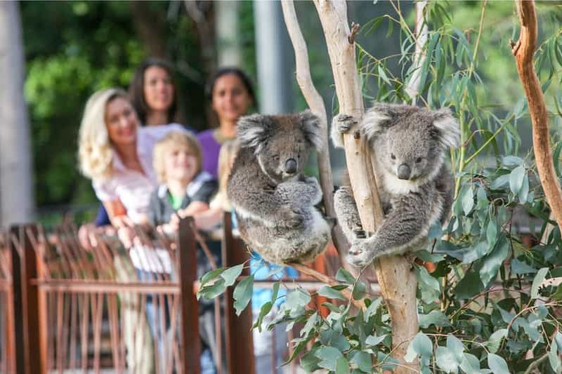 Zoo de Melbourne : billet d'entrée 1 jour