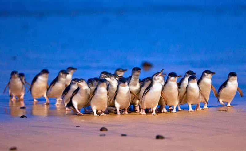 Phillip Island Penguin Parade avec un guide expert de la région